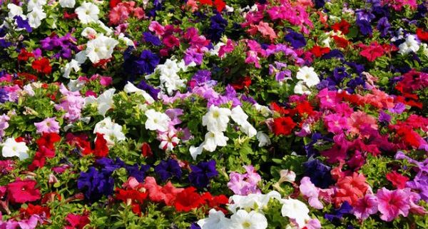 How to plant annual flowers and make a beautiful flower bed