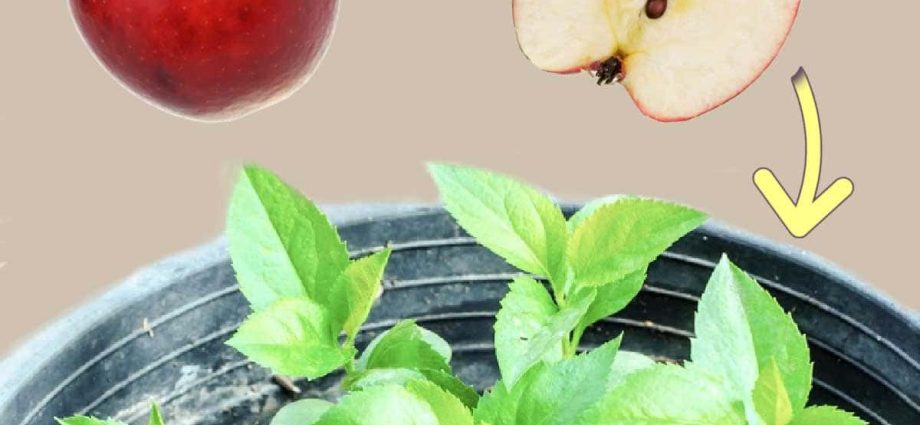 How to plant apple seedlings