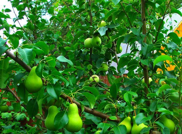 How to plant apple trees in a split in spring