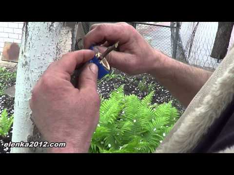 How to plant apple trees in a split in spring