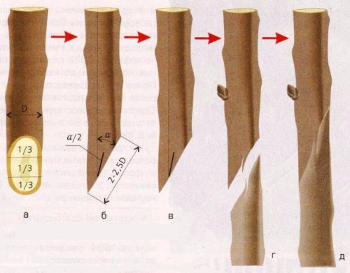 How to plant apple trees in a split in spring