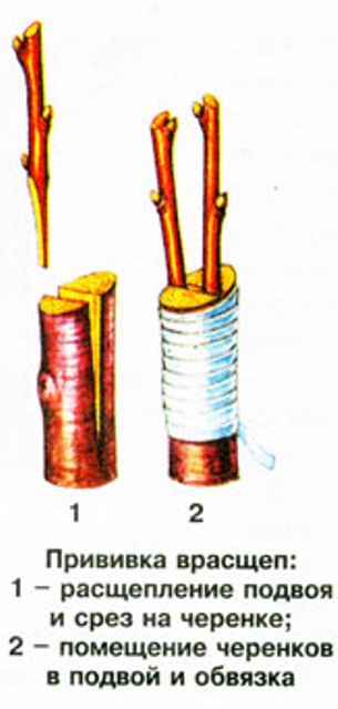 How to plant apple trees in a split in spring