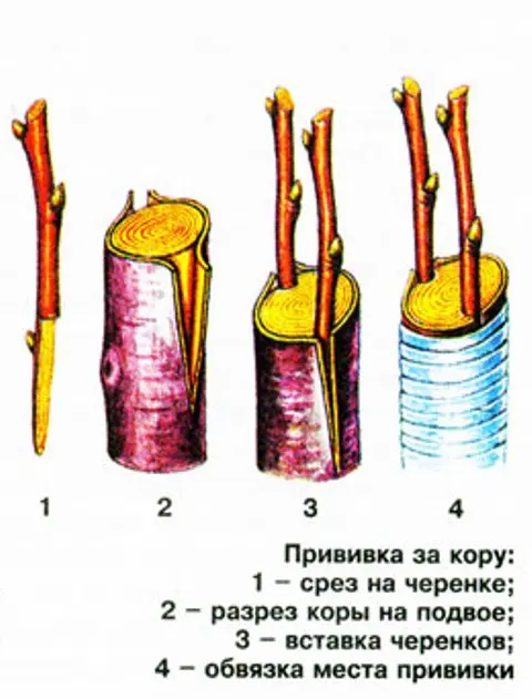 How to plant apple trees in a split in spring