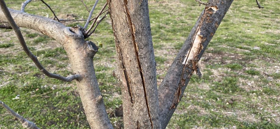 How to plant apple trees in a split in spring