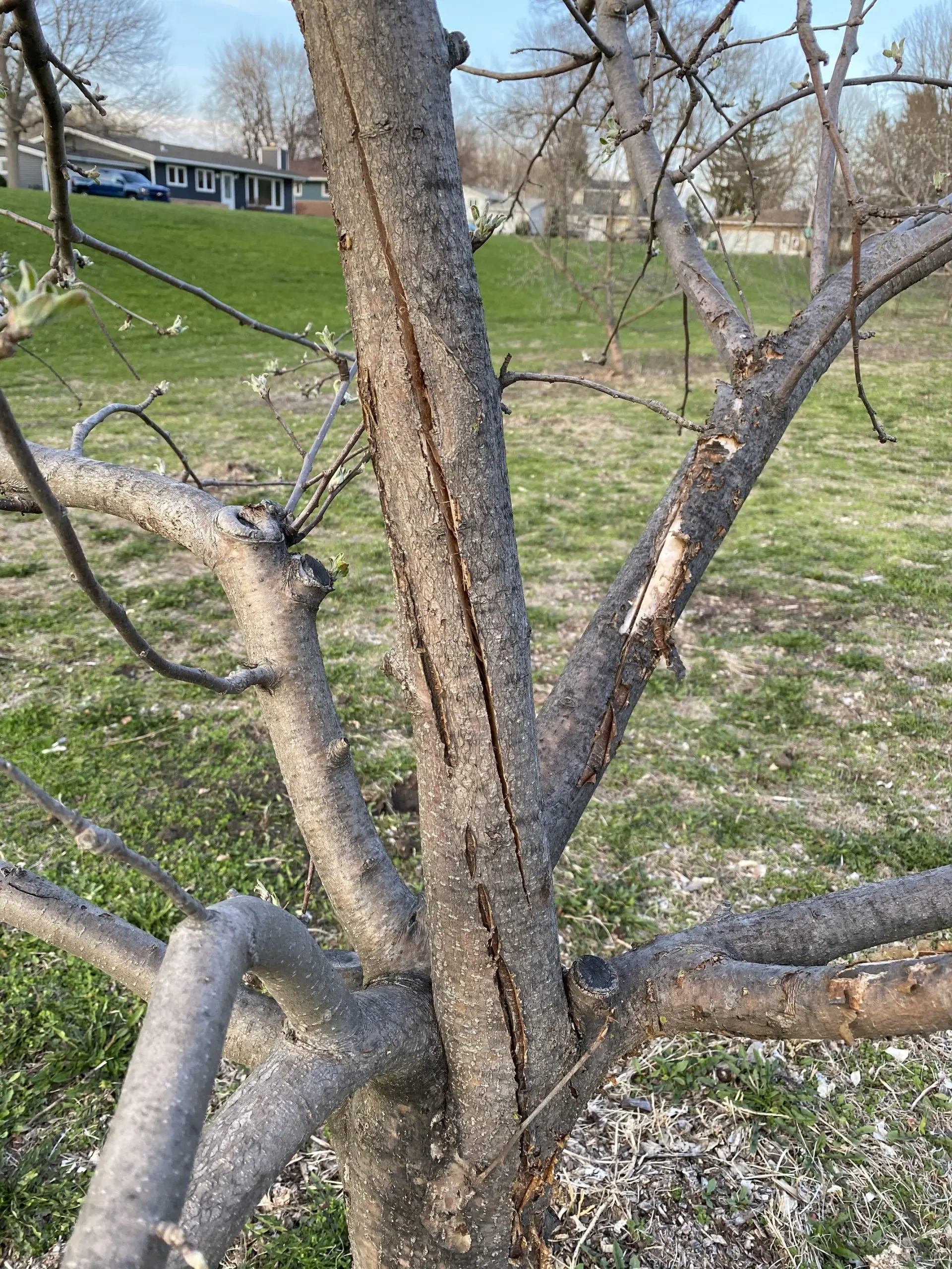 How to plant apple trees in a split in spring