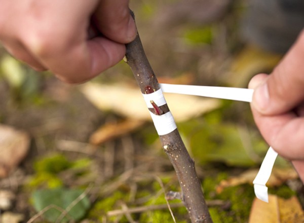 How to plant apple trees: video, description of methods with photos