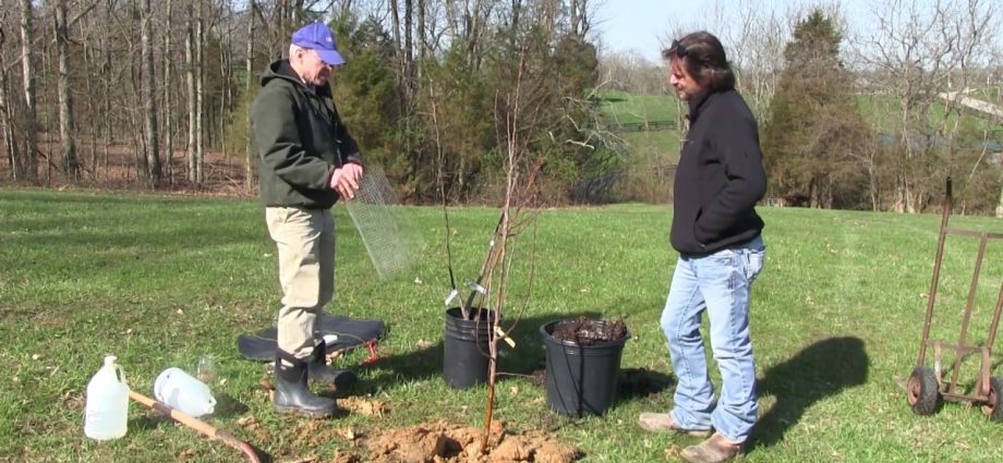 How to plant apple trees: video, description of methods with photos