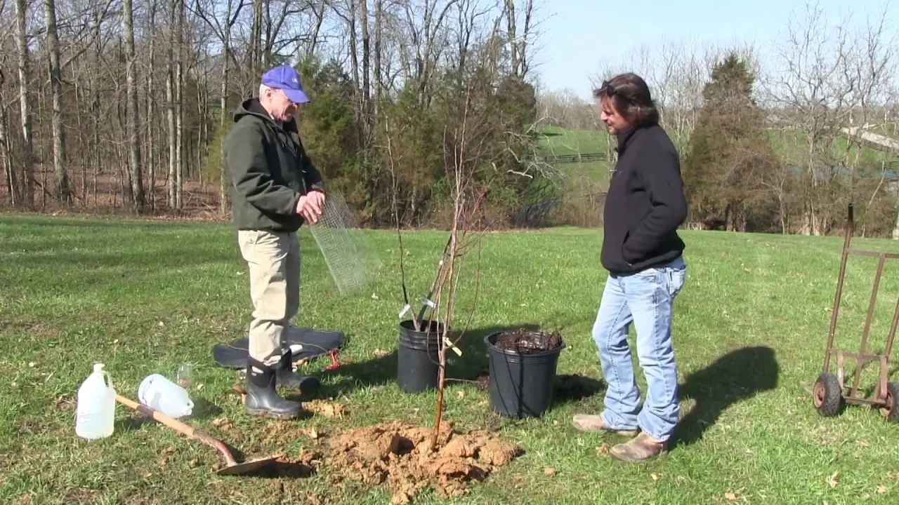 How to plant apple trees: video, description of methods with photos