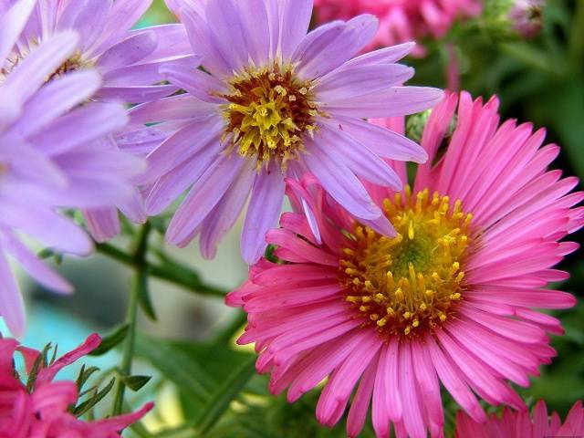 How to plant asters with seeds in open ground