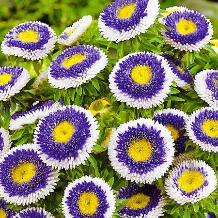 How to plant asters with seeds in open ground