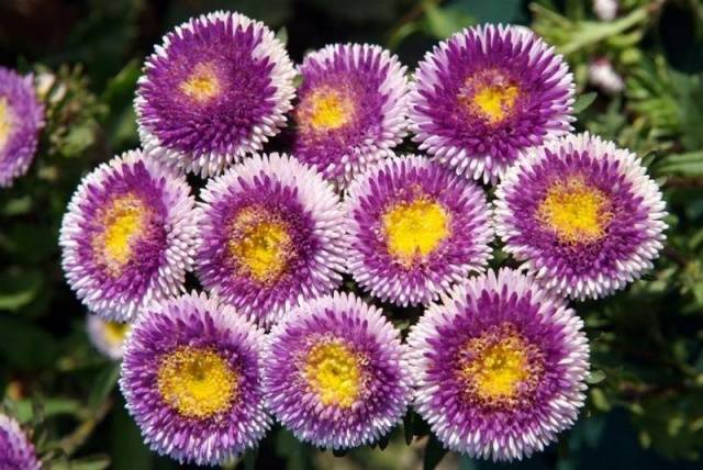 How to plant asters with seeds in open ground