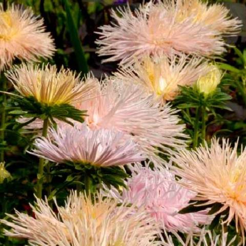 How to plant asters with seeds in open ground