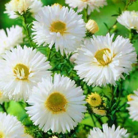 How to plant asters with seeds in open ground