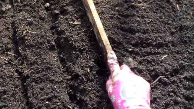 How to plant asters with seeds in open ground