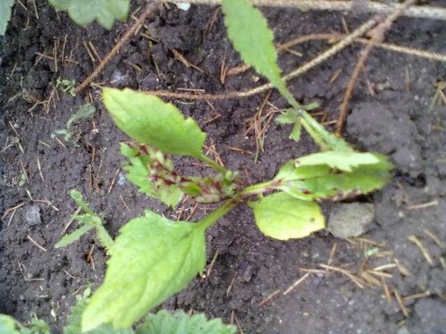 How to plant asters with seeds in open ground