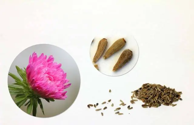 How to plant asters with seeds in open ground