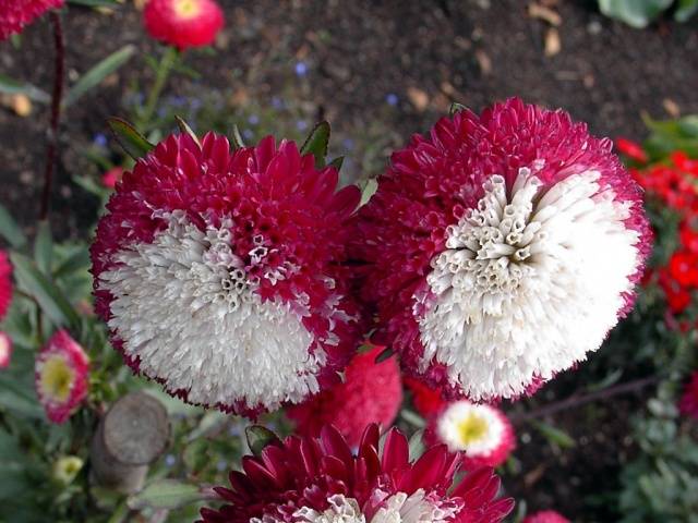 How to plant asters with seeds in open ground