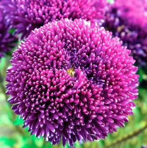 How to plant asters with seeds in open ground