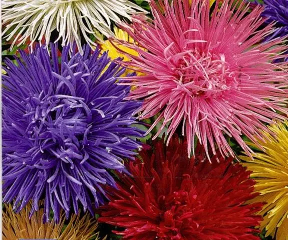 How to plant asters with seeds in open ground