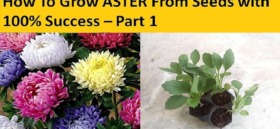 How to plant asters with seeds in open ground