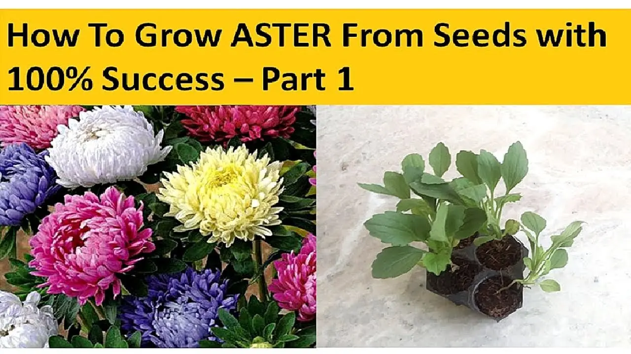 How to plant asters with seeds in open ground