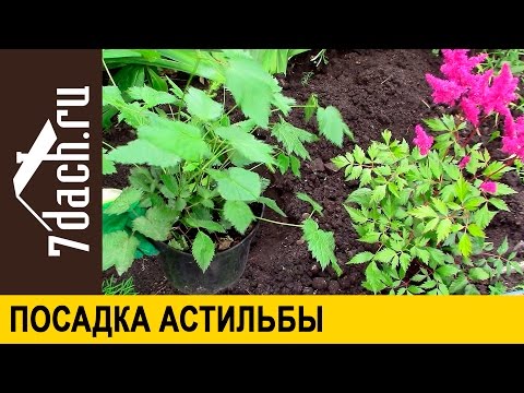 How to plant astilba in spring