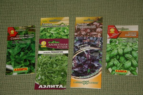 How to plant basil: an interesting new way to plant greens