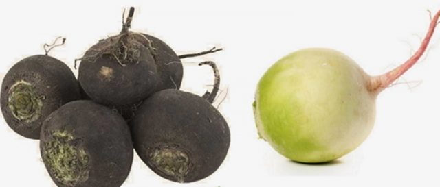 How to plant black radish