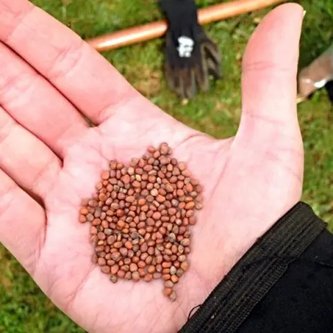 How to plant black radish