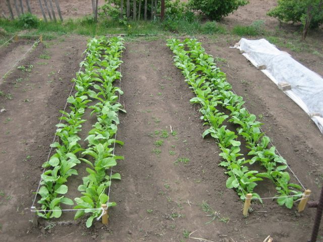 How to plant black radish