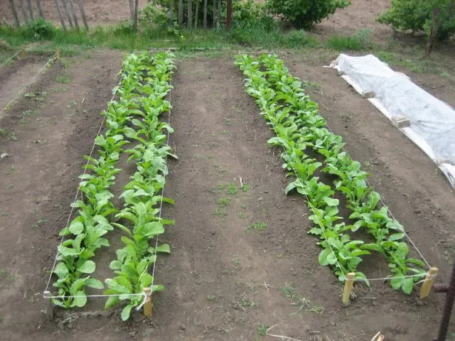 How to plant black radish