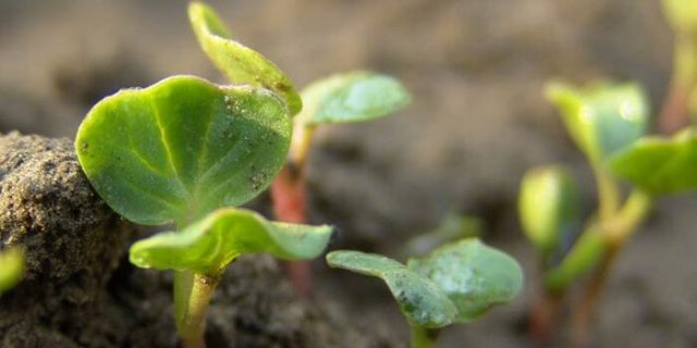 How to plant black radish