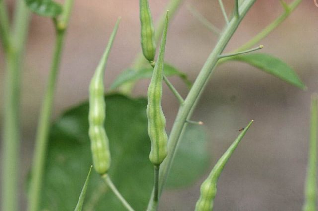 How to plant black radish