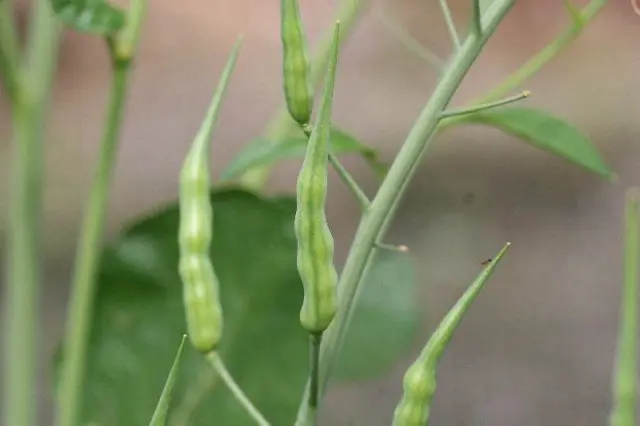 How to plant black radish