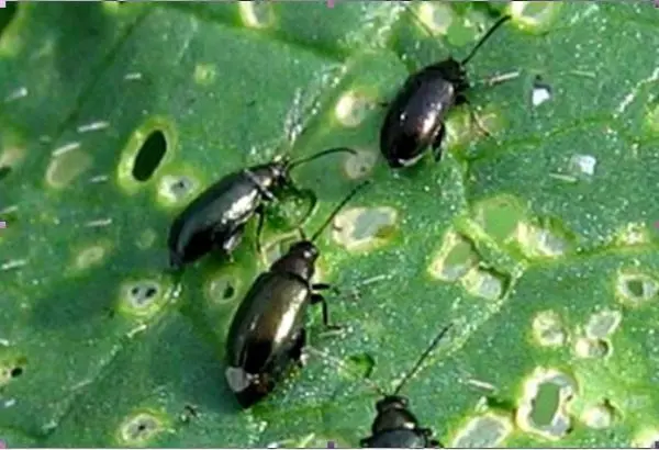 How to plant black radish