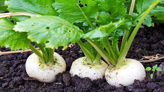 How to plant black radish