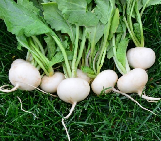 How to plant black radish