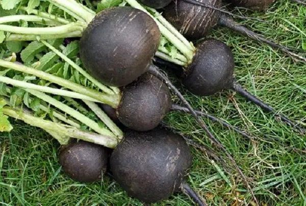 How to plant black radish