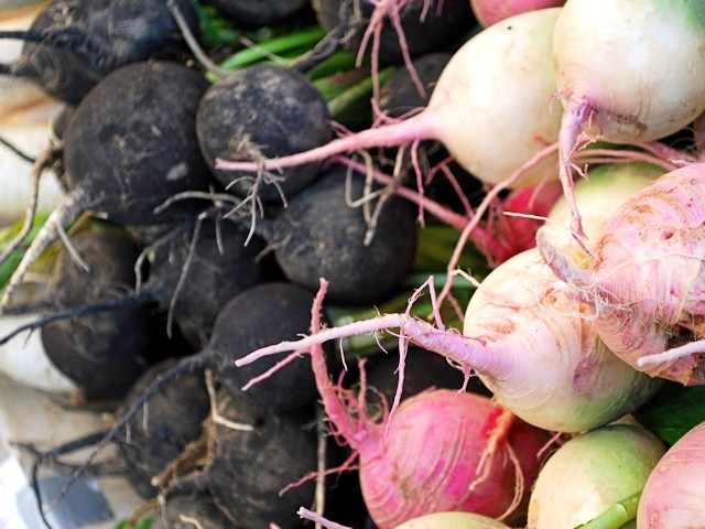 How to plant black radish