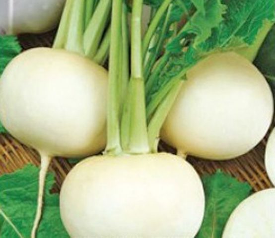 How to plant black radish