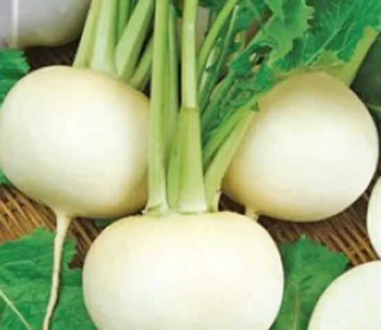 How to plant black radish