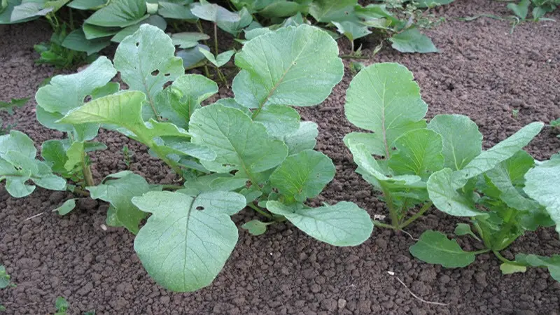 How to plant black radish