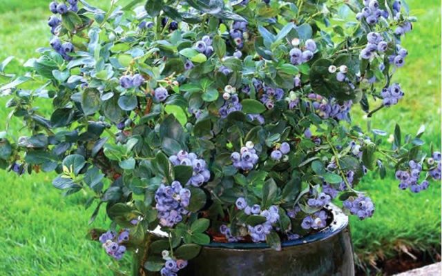 How to plant blueberries in spring: step-by-step instructions and advice from experienced gardeners, features of growing and fruiting