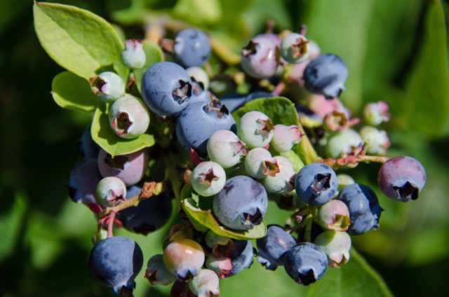 How to plant blueberries in spring: step-by-step instructions and advice from experienced gardeners, features of growing and fruiting