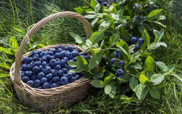 How to plant blueberries in spring: step-by-step instructions and advice from experienced gardeners, features of growing and fruiting