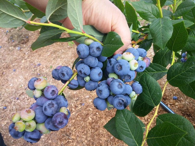 How to plant blueberries in spring: step-by-step instructions and advice from experienced gardeners, features of growing and fruiting