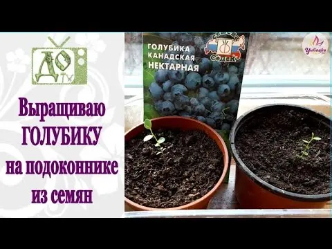 How to plant blueberry seeds: what seeds look like, photo, video