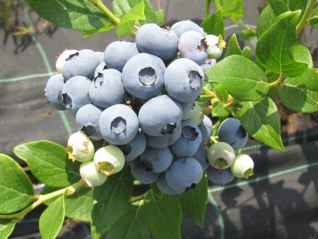 How to plant blueberry seeds: what seeds look like, photo, video