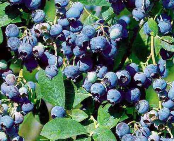 How to plant blueberry seeds: what seeds look like, photo, video