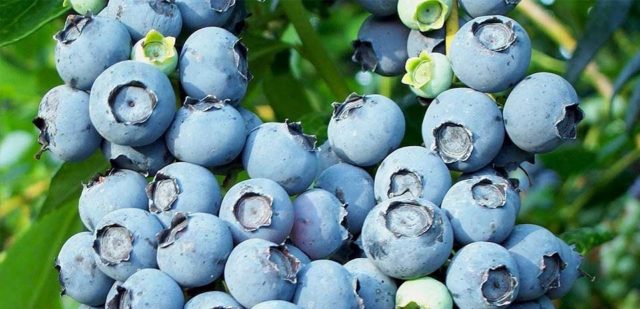 How to plant blueberry seeds: what seeds look like, photo, video